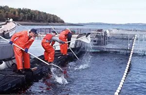 Anglers: FISH FARMING - Salmon farming