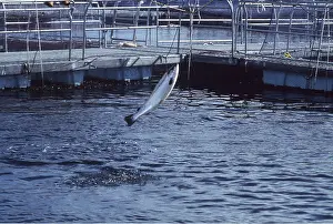 Pens: FISH FARMING - Salmon farming in pens
