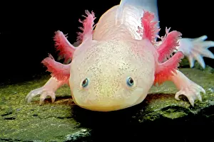Claws: Fish with feathers and claws?