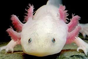 Claws: Fish with feathers and claws?