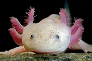 Claws: Fish with feathers and claws?