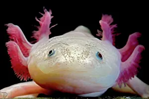 Claws: Fish with feathers and claws?