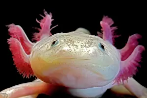 Claws: Fish with feathers and claws?