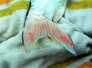 Carps: Fish - fin rot - a badly infected tail on Koi