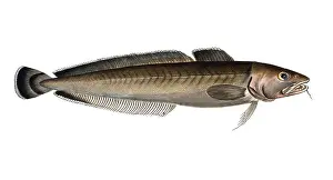 Reconstruction: Fish, Fish, Family of cod, Gadus molva