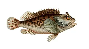 Reconstruction: Fish, Fish, Fish genus from the scorpionfish family