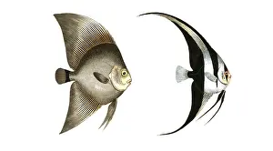 Reconstruction: Fish, Fish, left: Genus butterflyfish