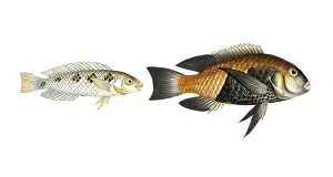 Reconstruction: Fish, fish, left: Genus of wrasses