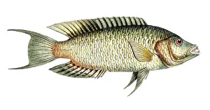 Reconstruction: Fish, Fish, Sea bream family, Sparus chlorurus