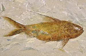 Lebanon: Fish Fossil