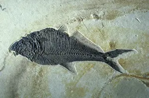 Cenozoic: Fish fossil