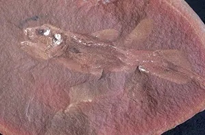 Lobe: Fish Fossil
