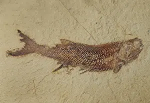 Primitive: Fish fossil