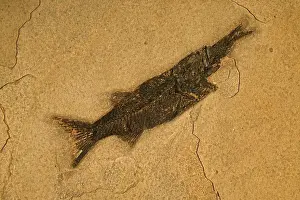 Knightia: Fish Fossil - Diplomystis Aspiration - Diplomystis