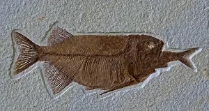 Knightia: Fish Fossil - Phareodus Aspiration - Phareodus