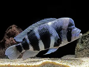 Cichlids: Fish - Frontosa Cichlid