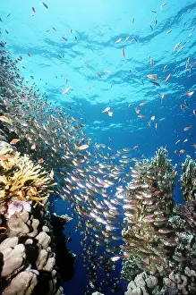 Size: FISH - GLASS EYES
