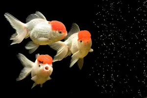 Tanks: Fish - goldfish - black background