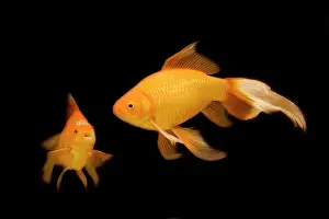 Tanks: Fish - goldfish - black background