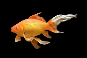 Tanks: Fish - goldfish - black background