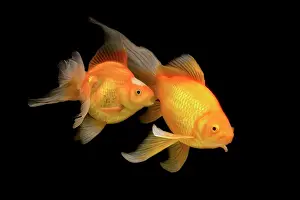 Tanks: Fish - goldfish - black background