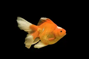 Tanks: Fish - goldfish - black background