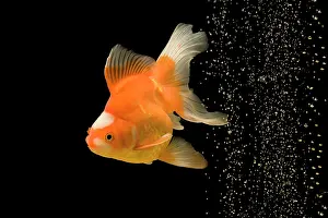 Tanks: Fish - goldfish - black background & bubbles