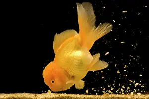 Tanks: Fish - goldfish feeding on food at bottom of tank