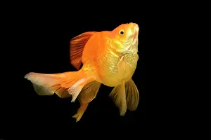 Tanks: Fish - goldfish in tank