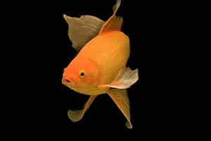 Tanks: Fish - goldfish in tank - black background