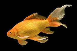 Tanks: Fish - goldfish in tank - black background