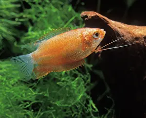 Colisa: Fish - Gourami