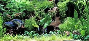 Tanks: Fish - Gourami in Aquarium tank