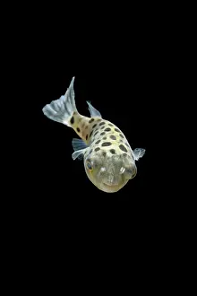 Pufferfishes: FISH, Green Pufferfish - front top view