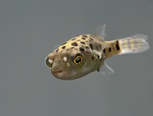 Pufferfishes: FISH, Green Pufferfish - front top view