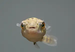 Pufferfish: FISH, Green Pufferfish - front view