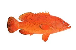 Groupers: Fish - Grouper in studio
