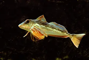 Gurnards: Fish - Gurnard / Sea Robin