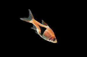 Rasbora: FISH - Harlequin