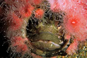 Halo: Fish hiding among anenomes