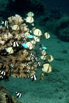 Reticulatus: Fish - Humbugs - & Dascyllus reticulatus