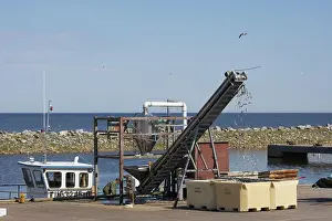Trawler: Fish Industry - conveyor belt bringing the fish catch ashore