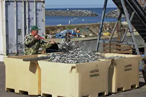 Containers: Fish Industry - shoveling fish catch into containers