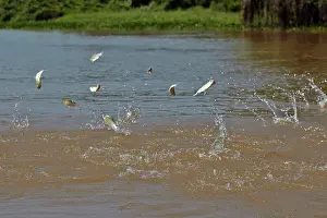 Leaving: Fish jump out of the water displaced by large below