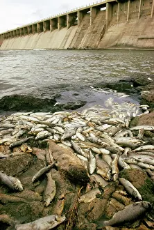 Depletion: Fish Kill, American Falls Dam