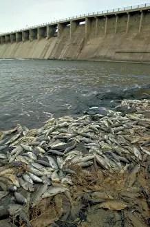 Concerns: Fish kill below dam