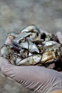 Parish: Fish Kill in Louisiana