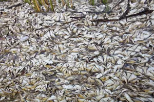 Parish: Fish Kill in Louisiana Bayou