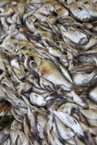Parish: Fish Kill in Louisiana Bayou