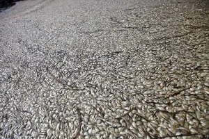 Parish: Fish Kill in Louisiana Bayou
